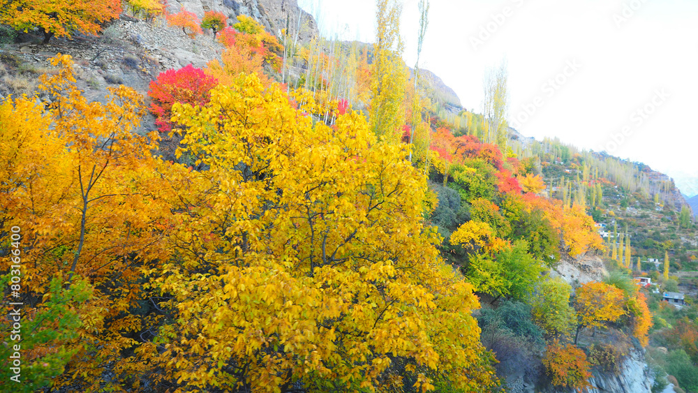 Autumn leaves, clear skies, northern Pakistan. Autumn leaves, clear skies, northern Pakistan.