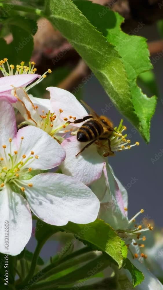 blooming cherry tree with a bee collecting pollen and nectar for honey at sunny spring day. blooming cherry tree with a bee collecting pollen and nectar for honey at sunny spring day.
