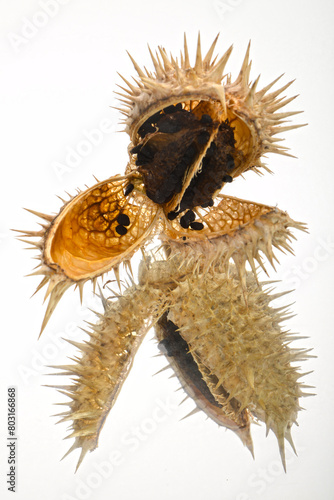 Stechapfel,  Datura stramonium photo