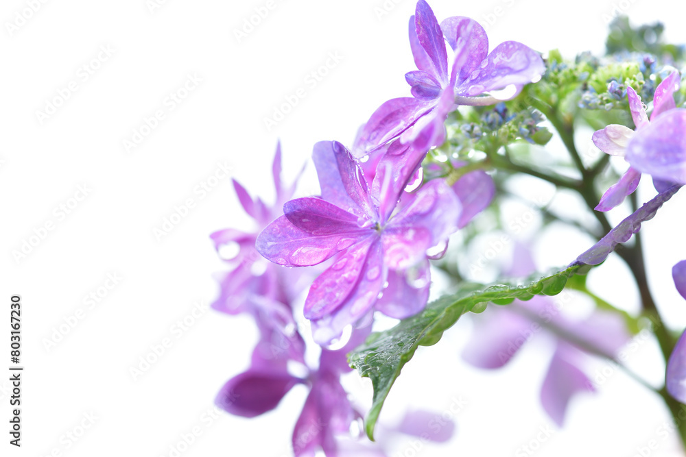 春の植物と雨粒