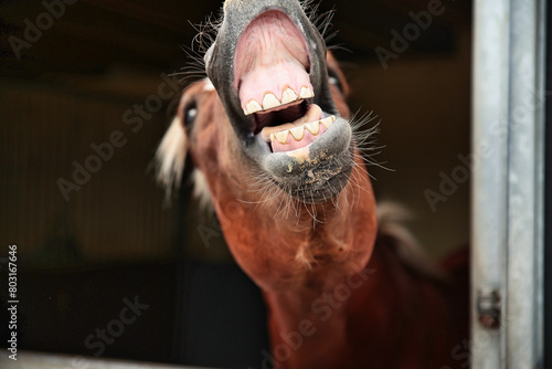 Canvastavla Horse, stallion looks out of his stable, he neighs and is flying