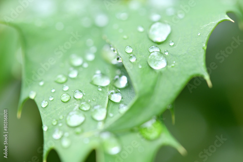 春の植物と雨粒