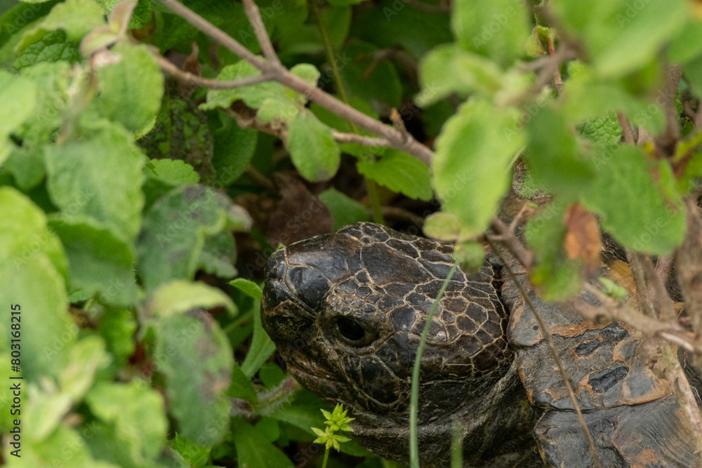 turtle in the garden turtle in the garden