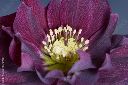 Christrose, Helleborus niger photo