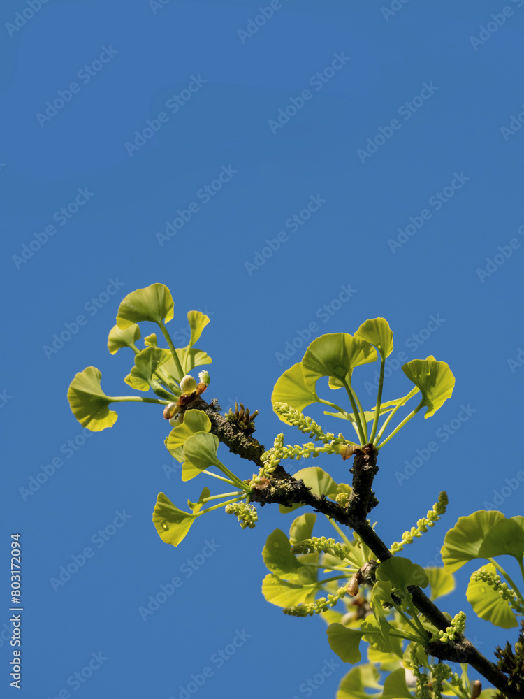 Ast mit jungen Blättern des Gingko Baum Ast mit jungen Blättern des Gingko Baum
