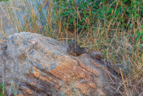 Savanna nightjar, Allied nightjar or Franklin's nightjar, (Caprimulgus affinis) at Ajodhya Hills, Purulia, India. photo