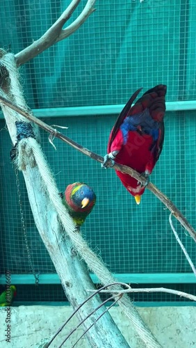 parrots rainbow lorikeet in jerusalem bible zoo