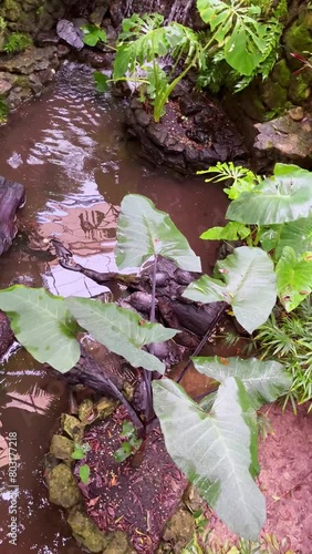 Many turtles in the Jerusalem Biblical Zoo