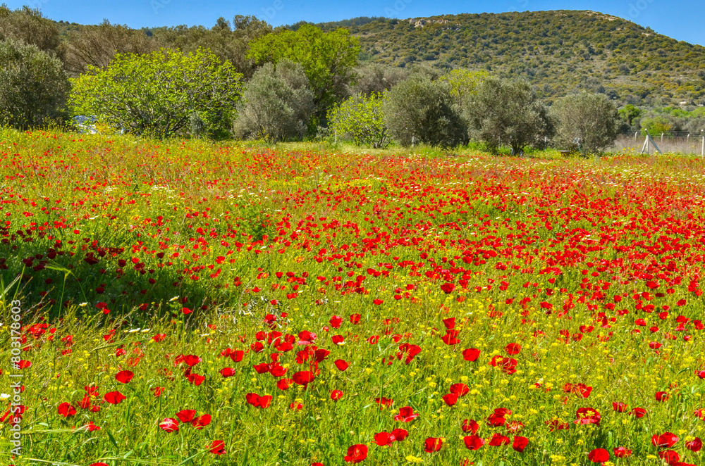 red poppy meadow in Alacati (Cesme, Izmir province, Turkey)