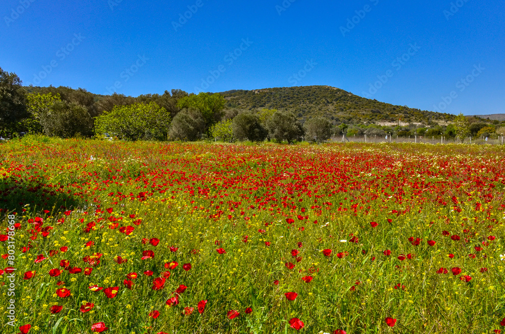 red poppy meadow in Alacati (Cesme, Izmir province, Turkey) red poppy meadow in Alacati (Cesme, Izmir province, Turkey)