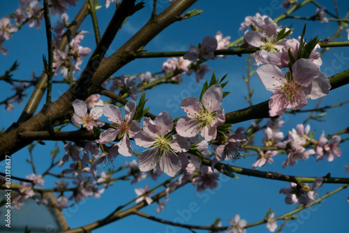 blossom in spring