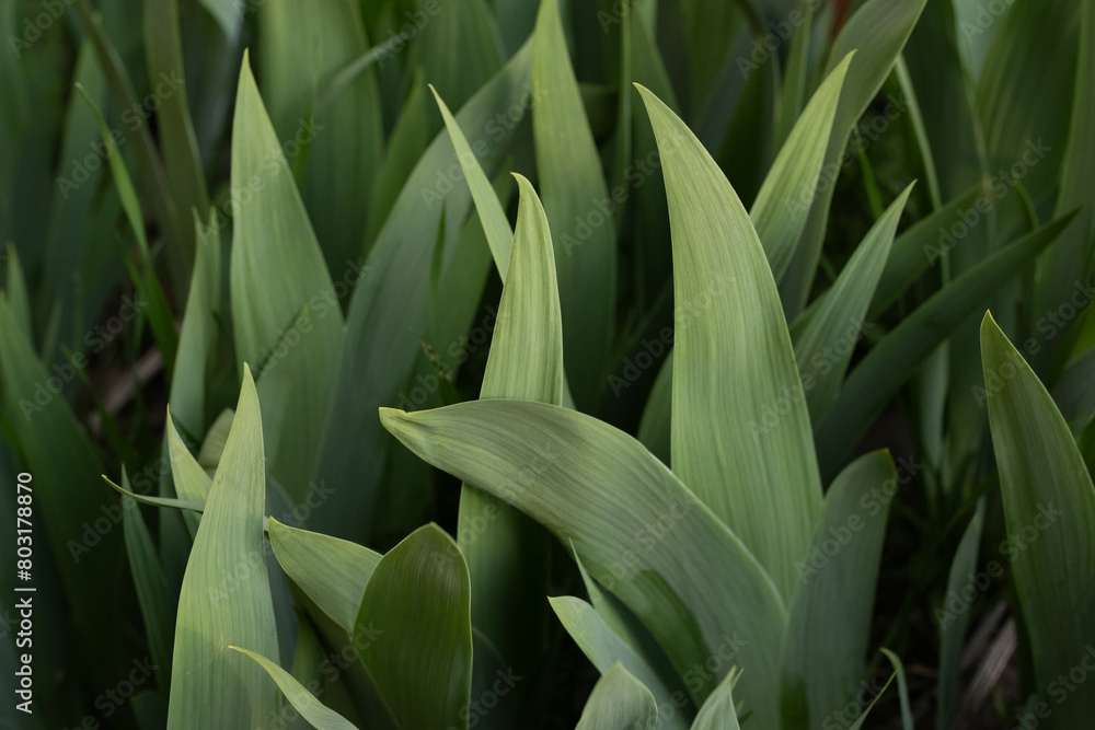 close up of green grass close up of green grass
