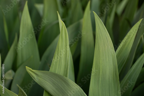 close up of green grass