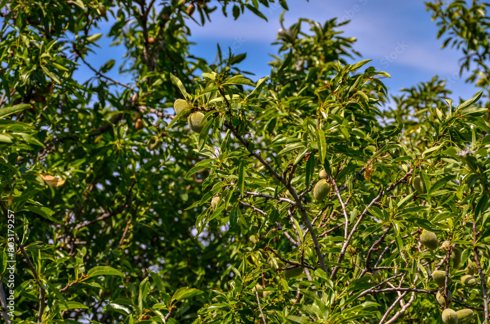 green almonds on the tree in spring (Ildir, Izmir province, Turkiye) green almonds on the tree in spring (Ildir, Izmir province, Turkiye)