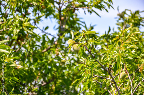 green almonds on the tree in spring (Ildir, Izmir province, Turkiye)	