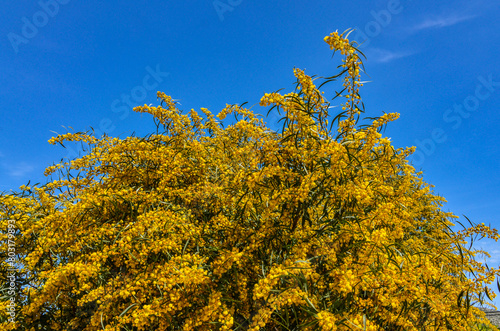 yellow flowers of mimosa (Acacia dealbata) during spring season (Ildir, Izmir province, Turkiye)	