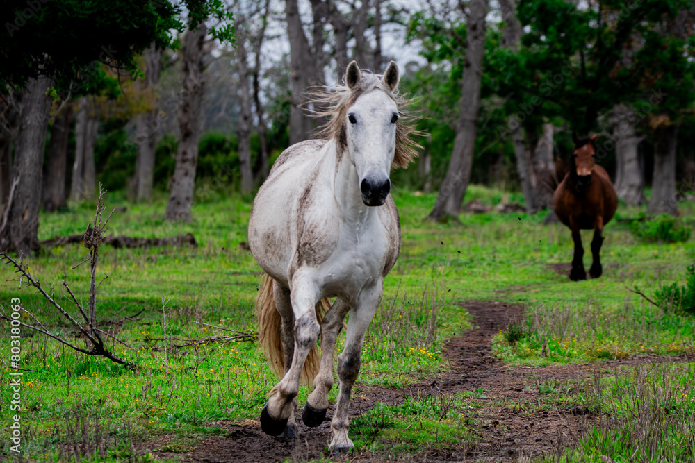Obraz premium cheval au trot