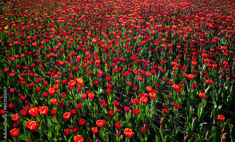 Red tulips during late spring nature landscape backdrop