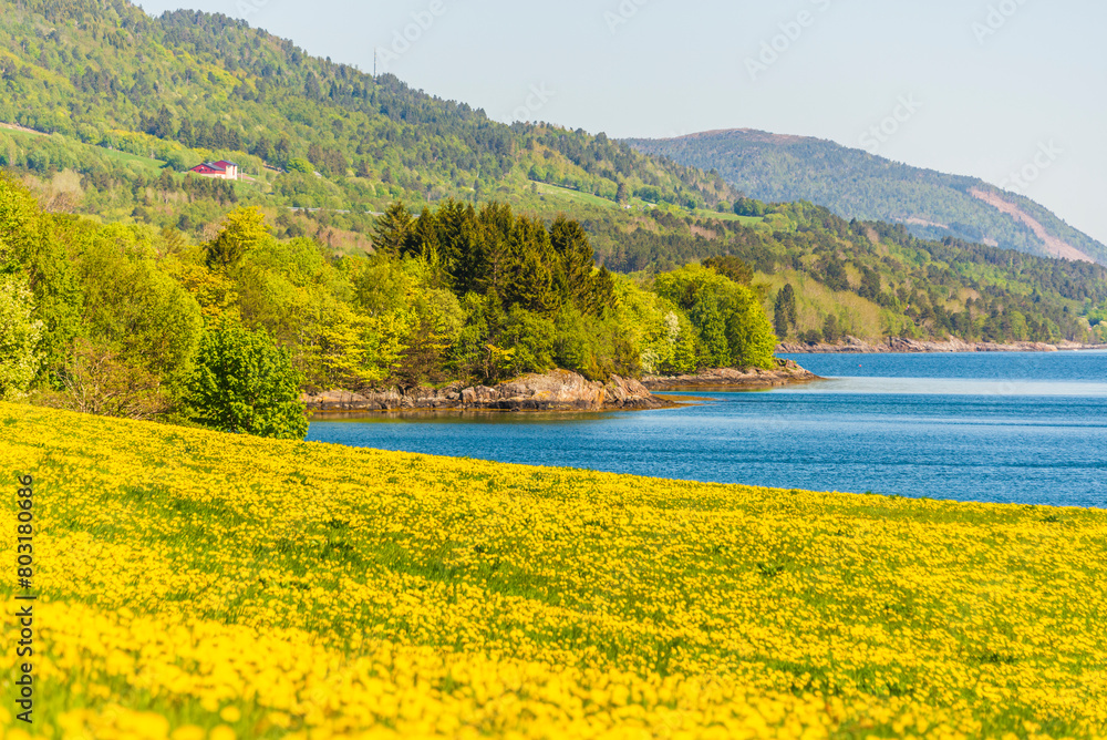 springtime flowered meadows on the way fro Alesund to Trondheim, Norway springtime flowered meadows on the way fro Alesund to Trondheim, Norway