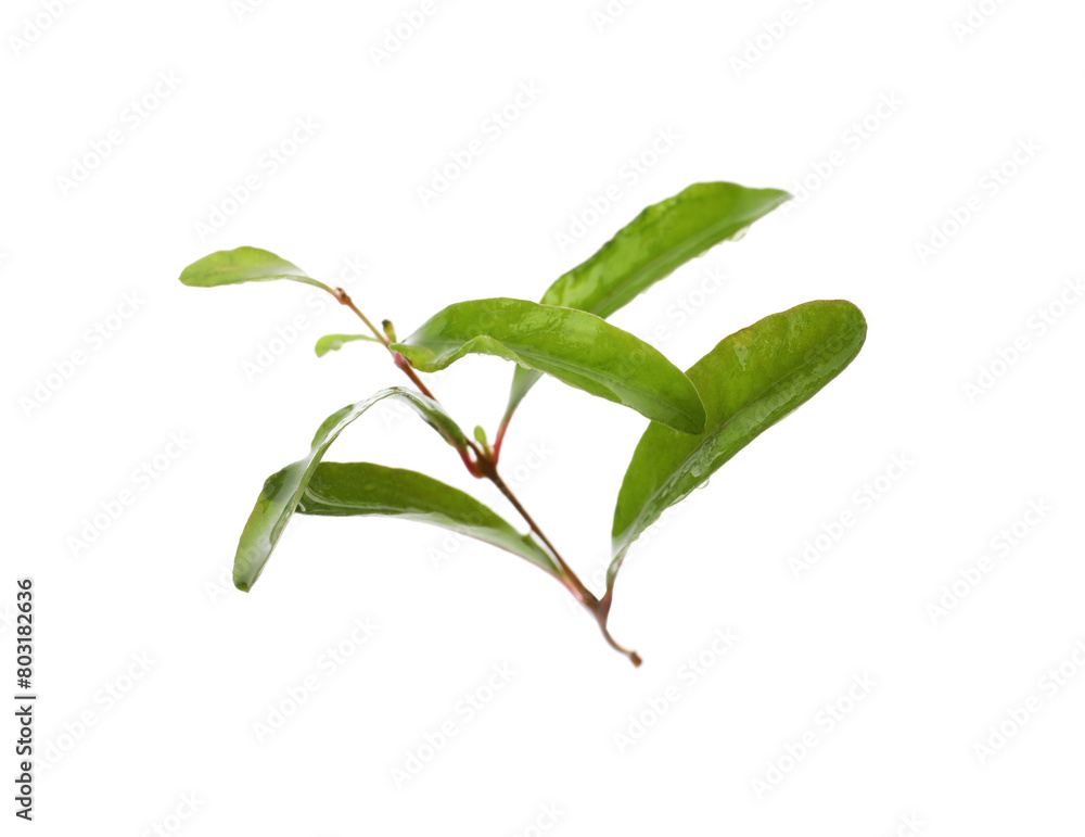Fototapeta premium Pomegranate branch with green leaves on white background