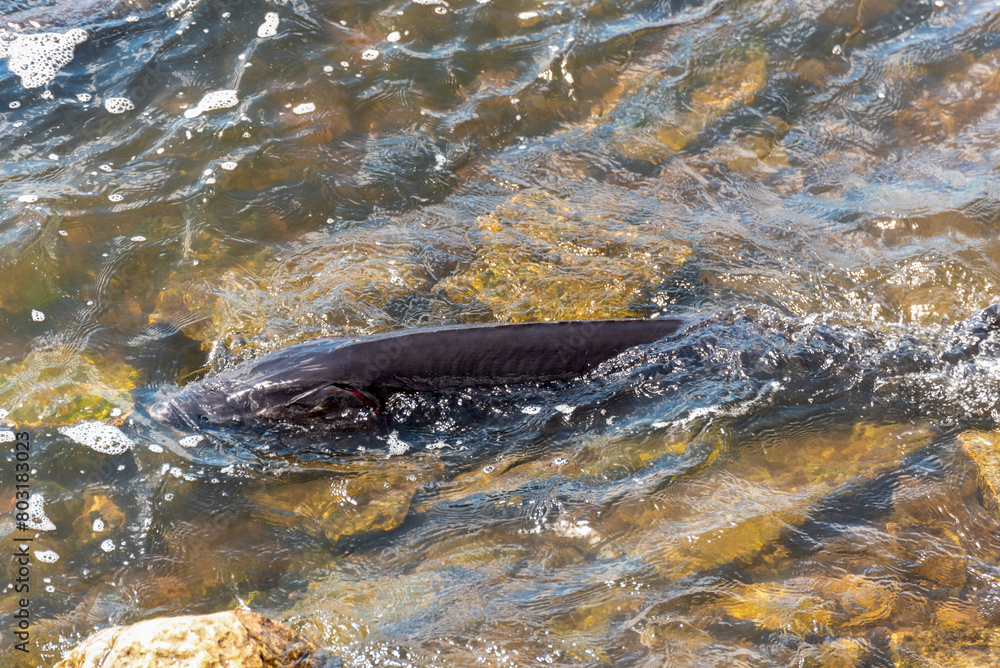 Fototapeta premium Strugeon Spawning In Spring At The Fox River Dam And Rapids In De Pere, Wisconsin