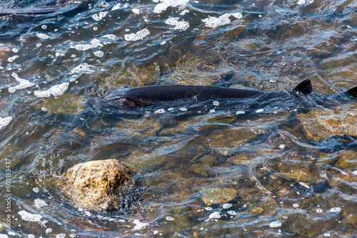 Strugeon Spawning In Spring At The Fox River Dam And Rapids In De Pere, Wisconsin