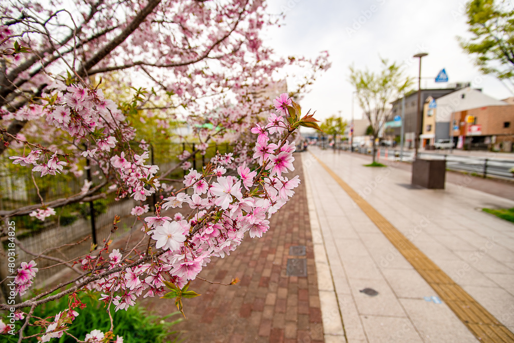 桜の木と広い歩道