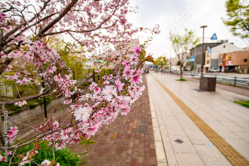 桜の木と広い歩道 photo