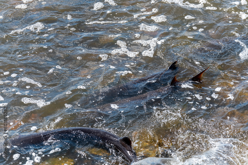 Obraz premium Strugeon Spawning In Spring At The Fox River Dam And Rapids In De Pere, Wisconsin