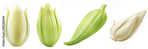 PNG endive 3d icons and objects collection, in cartoon style minimal on transparent, white background, isolate photo