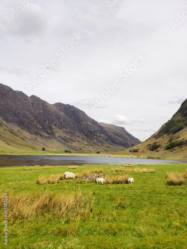 Scottish highland nature scenery, mountain top surrounded by clouds, grazing in streams and rivers, sheep grazing, red bridge across the river