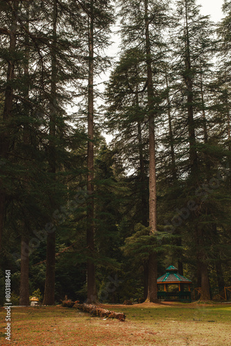 Green landscape of Khajjiar Himachal Pradesh - Scenic View