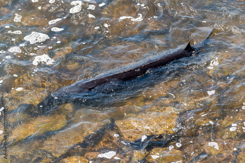 Strugeon Spawning In Spring At The Fox River Dam And Rapids In De Pere, Wisconsin