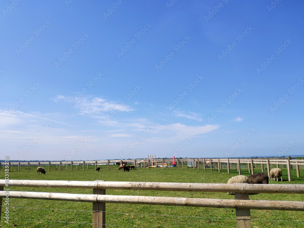 Animal farm in Leicester, UK, green lawn, blue sky and white clouds, pasture railings, animals playing freely and happily