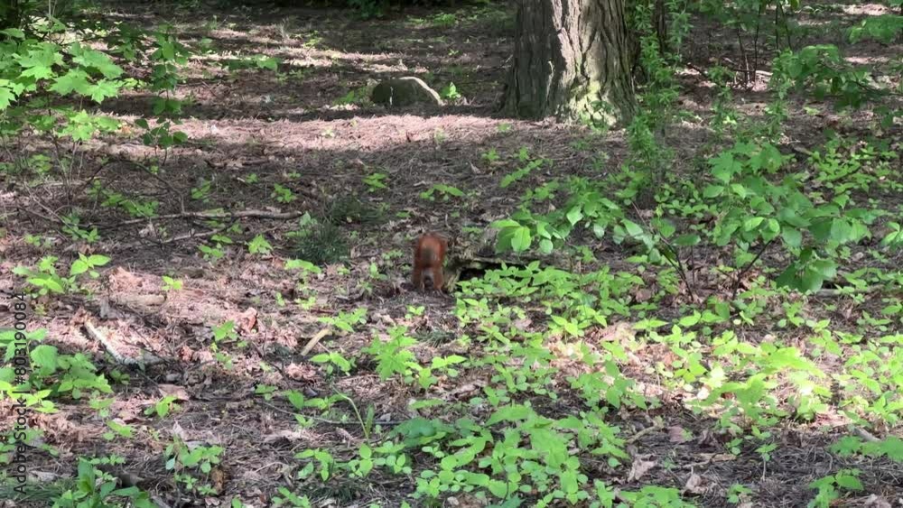 Cute red squirrel in spring park, funny animals, world of animals Cute red squirrel in spring park, funny animals, world of animals
