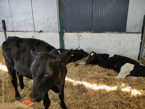 Animal farm in Leicester, UK. The animals eat hay and food in their pens and are happy to see people.