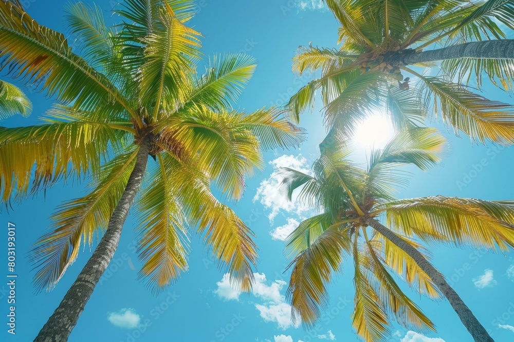 Looking up at the sun through the coconut trees