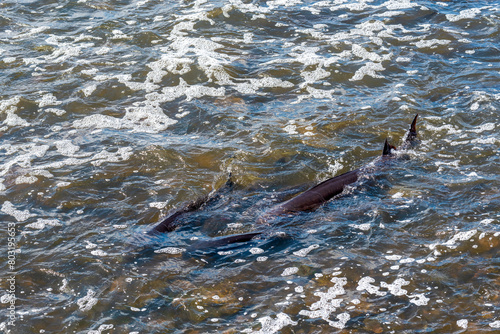 Strugeon Spawning In Spring At The Fox River Dam And Rapids In De Pere, Wisconsin