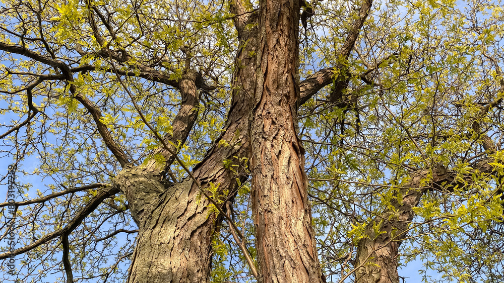 Obraz premium Tree Branches in the Spring Against Blue Sky