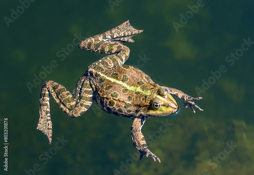 Sunshine on a marsh frog swimming in a pond with green water in Tulln, Austria