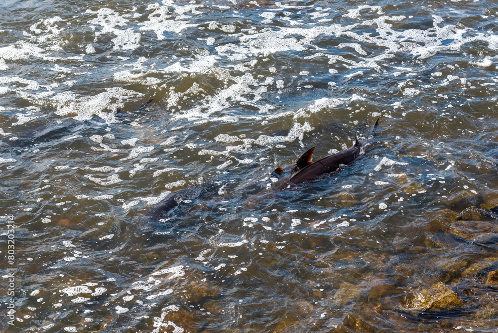 Obraz premium Strugeon Spawning In Spring At The Fox River Dam And Rapids In De Pere, Wisconsin