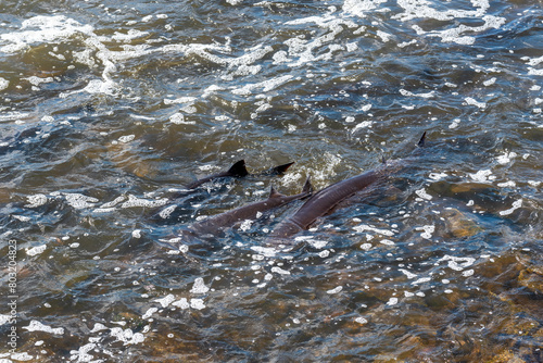 Strugeon Spawning In Spring At The Fox River Dam And Rapids In De Pere, Wisconsin