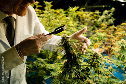 A man in a lab coat is examining a plant. The plant is green and has a few leaves photo