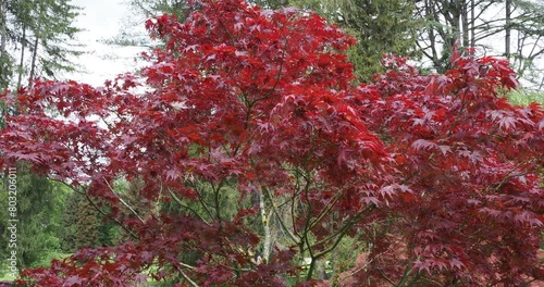 Acer palmatum 'Bloodgood' - Erable palmé au feuillage rouge sang tremblant au vent photo