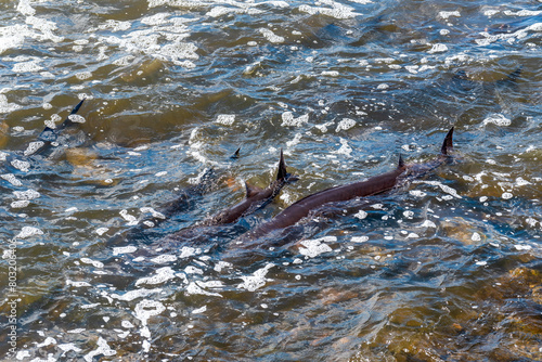 Strugeon Spawning In Spring At The Fox River Dam And Rapids In De Pere, Wisconsin