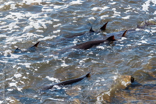 Strugeon Spawning In Spring At The Fox River Dam And Rapids In De Pere, Wisconsin