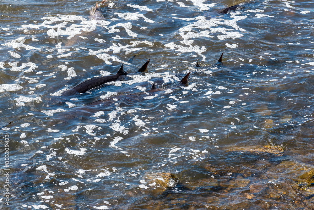Obraz premium Strugeon Spawning In Spring At The Fox River Dam And Rapids In De Pere, Wisconsin
