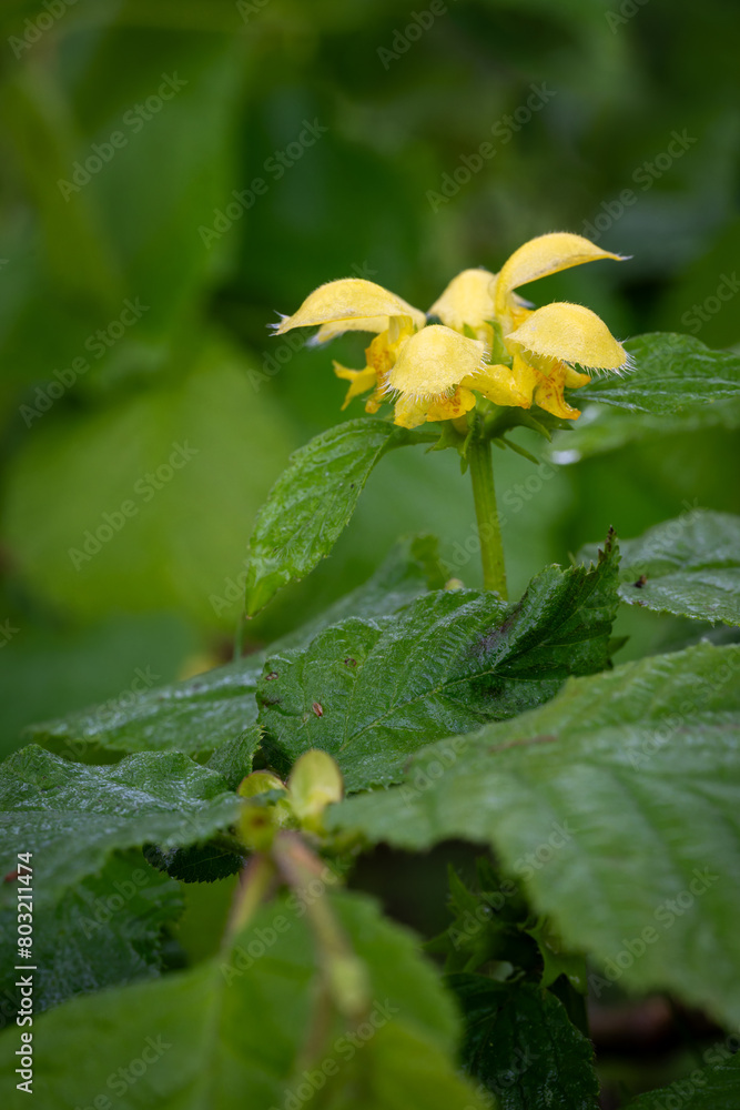 The yellow flowers of the buttercup, the wet leaves from the rain. The yellow flowers of the buttercup, the wet leaves from the rain.