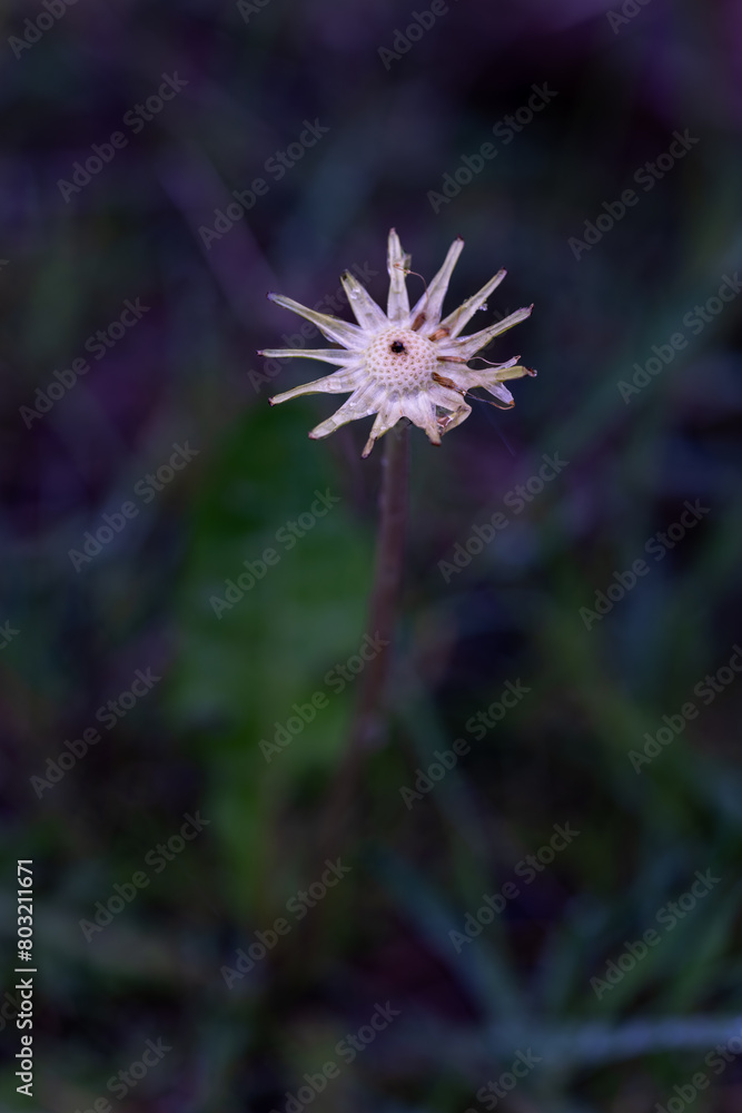 Drops of water on the rest of the pistil without the dandelion seeds. Drops of water on the rest of the pistil without the dandelion seeds.