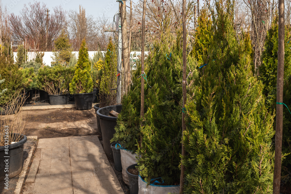 Obraz premium Various potted plants arranged in greenhouse. Good morning nature